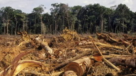 Deforestation-Amazon-1024x667_1_460x230