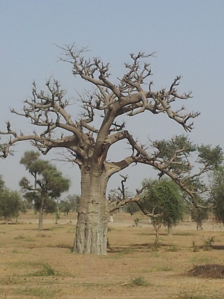 Savane, Sénégal