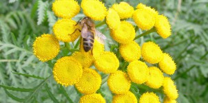 abeille sue tanaisie