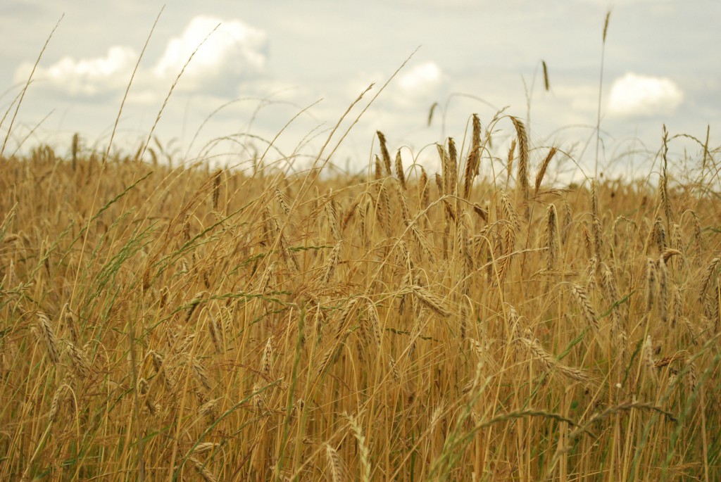 photo  champ de blé