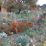 jardin partagé à Roanne