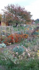 jardin partagé à Roanne
