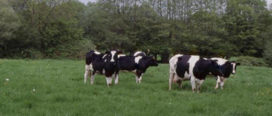 Vaches