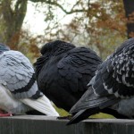 Pigeons-cc-wiki-Solipsist2
