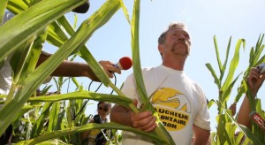 Arrachage OGM Murviel les Beziers