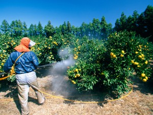 Worker Spraying in a Mandarin Orange Orchard