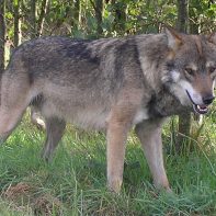 A photograph of Alba, a mature male Eurasian wolf at the UK Wolf Conservation Trust in Berkshire, England.