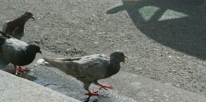Pigeons sur bitume