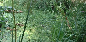 Jardin naturel Paris 20e