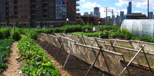 Chicago Urban Farm cc-Linda-from-Chicago