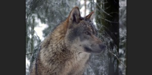Loup gris européen menacé de massacre