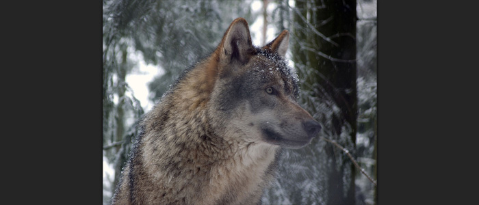 Loup gris européen menacé de massacre