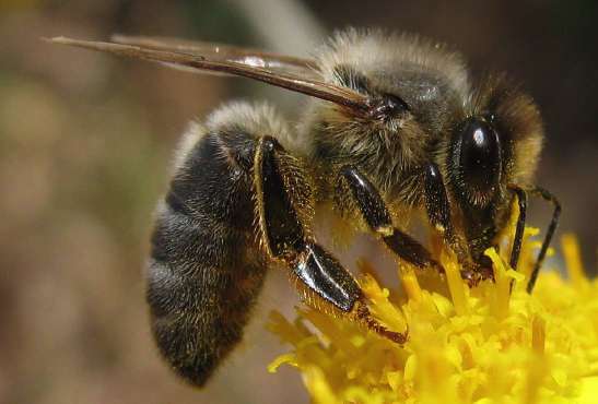 Une ville sans pesticides