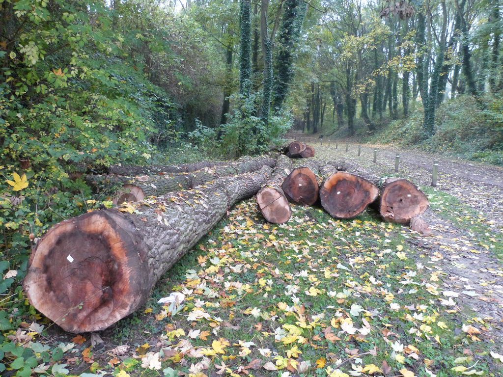 Coupes d'arbres à la citadelle d'Arras