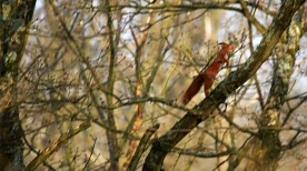 écureuil grimpant dans les arbres