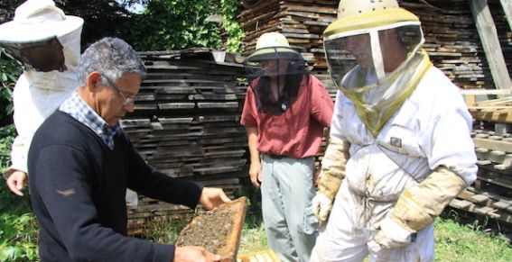 La Haute-Garonne a été touché de façon importante par la mortalité des abeilles.