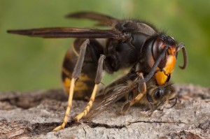 Frelon asiatique dÈcoupant une abeille - AprËs avoir attrapÈ une abeille, le frelon la dÈcoupe. Il ne gardera que le thorax qu'il emportera dans son nid -  -