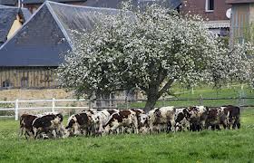 Vaches-herbes