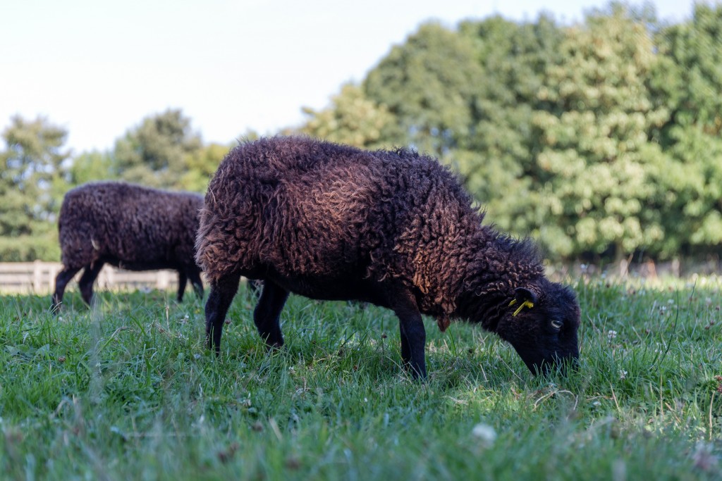 Mouton d'Ouessant à l'Écomusée du pays de Rennes (Photo Édouard Hue)