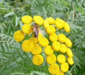 abeille sue tanaisie