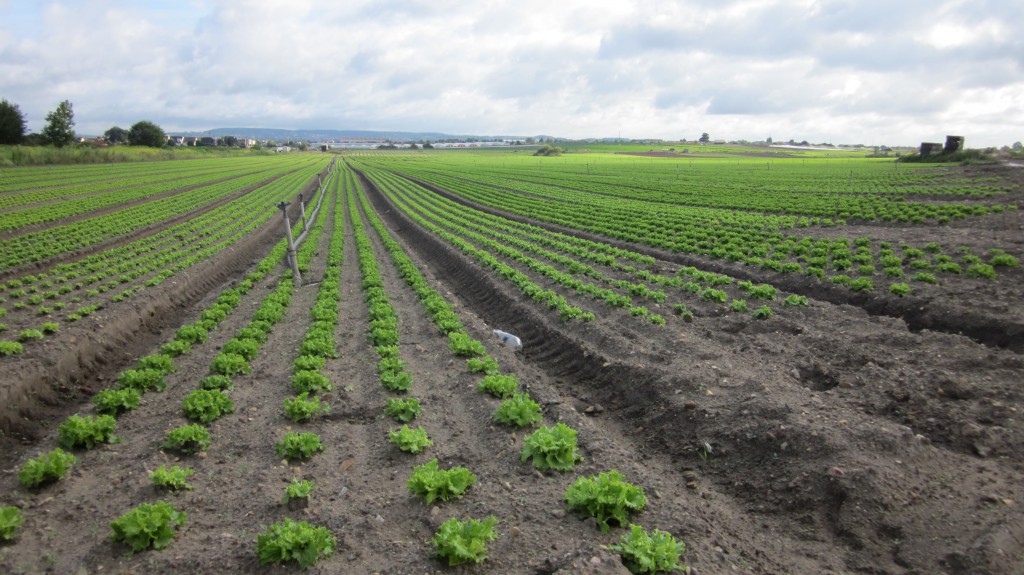 2011-agriculture-montesson-champ-de-salade-sur-l-espace-naturel-ragional-de-montesson