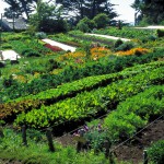 un-champs-de-permaculture