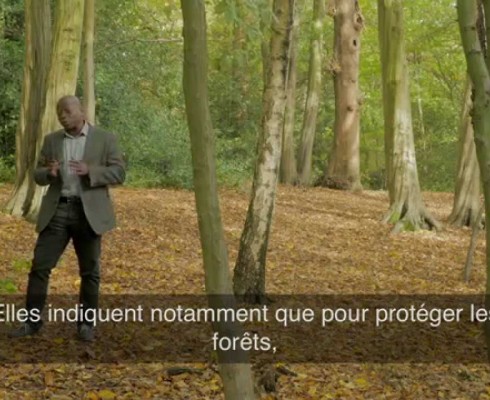 Importation illégale de bois – La France, pointée du doigt !